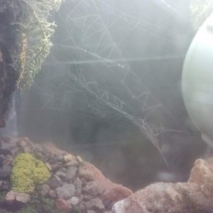 Lone inhabitant spider