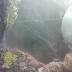 Web in a fog