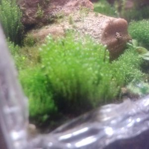 Silver moss reaching for the light