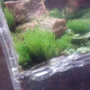 Bush or moss?
