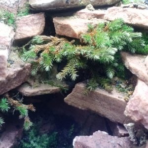 Large scale moss
