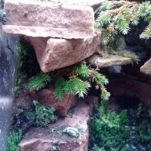 big scale moss