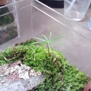 Pine seedling