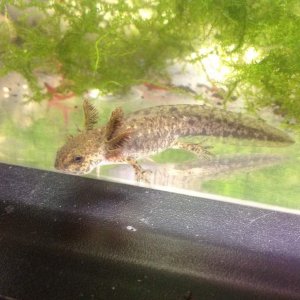 Larvae