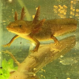 Overwintering Larvae