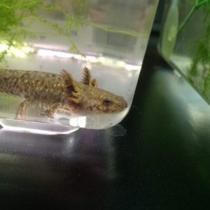 Larvae