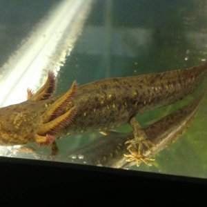 Neotenic Female