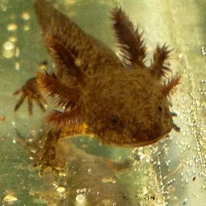 Large larvae