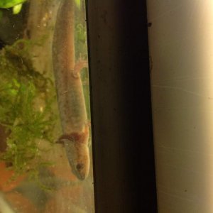 Morphing larvae