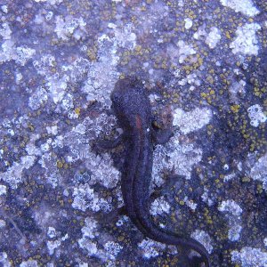 Ichthyosaura alpestris cyreni, juvenile.