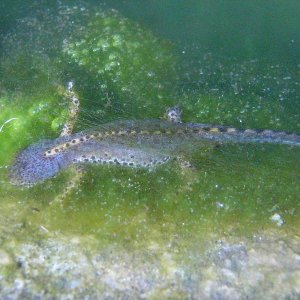 Ichthyosaura alpestris cyreni, adult male.