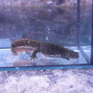 Triturus marmoratus, gravid female.