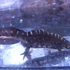 Triturus marmoratus, adult male.