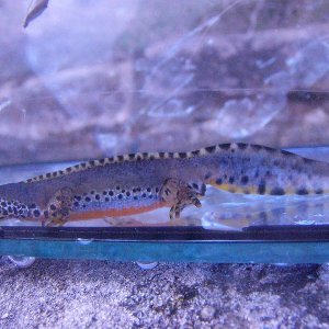 Ichthyosaura alpestris cyreni, adult male.