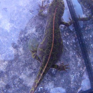 Triturus marmoratus, gravid female.