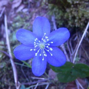 Unkown flower.