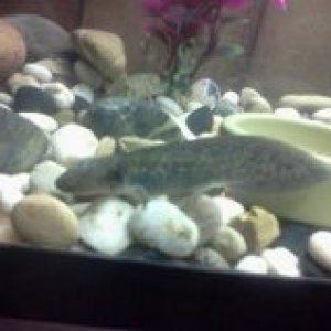 Speckles The newest addition
