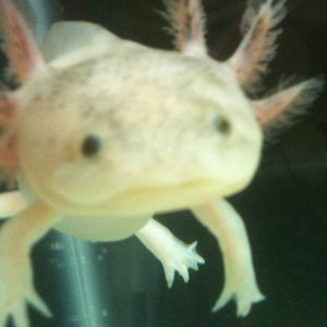 Darwin