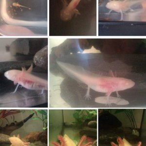My axolotl Rex growing up! Nearly a year old in May