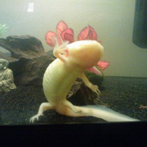 Stark doing the gangnam style dance