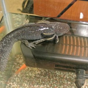 Xavier climbing on top of her filter