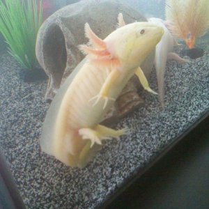 GFP Leucistic