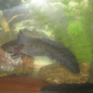 mudpelt - definately the darker of the two