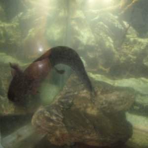 the wildtypes are much harder to photograph .. the background pic on the tank probably doesnt help