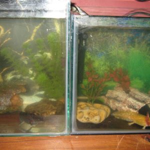neighbours till i get a long/bigger tank ... i have put them all together when cleaning the tanks out and they dont seem to care
