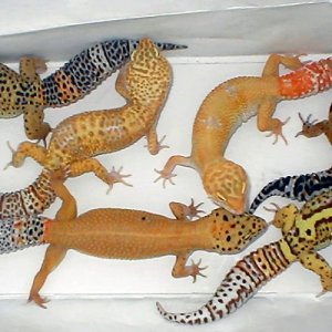 Geckos