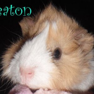 Baby Wheaton