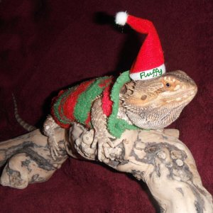 Fluffy at Christmas