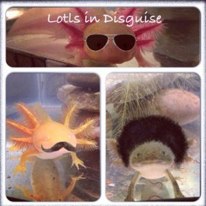 Has anyone seen my lotls?  i asked these three guys but they didn't know where they went