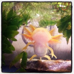 Liberace!!  My golden Albino
