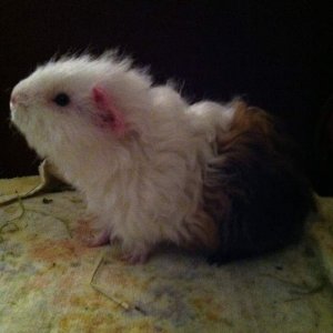 Baby Teddy - He's blind :-(