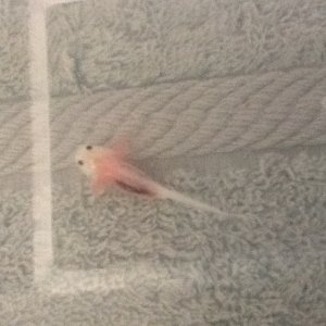 Front legs grown.