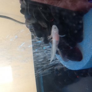 Hind legs grown in.