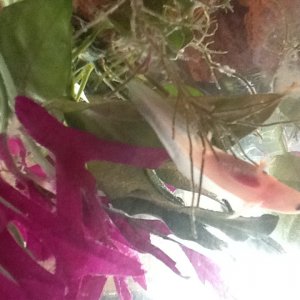 Hanging around and looking at his reflection.
