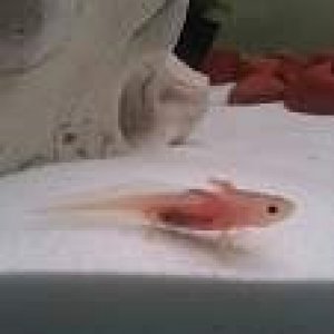 12th April. 7cm in length. In a 3ft 3in tank with sand.