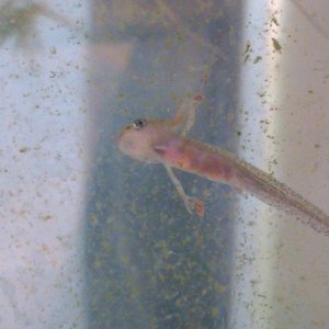 alpine larvae