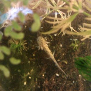 7 month waltl larvae