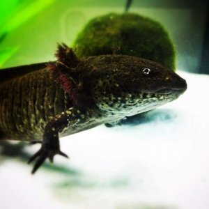 An edited picture of my new friend :)