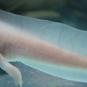 tail