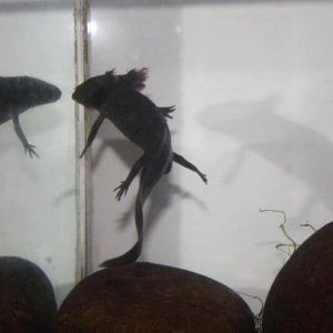 the dragon