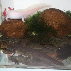 eggs