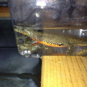 3rd I.a.apuana during cleaning.