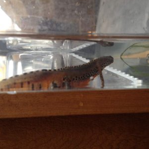 I.a.apuanas male