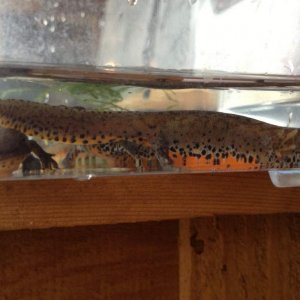 2 I.a.apuana females during cleaning