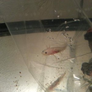 Xoli's first day home. So tiny!