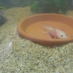Xoli waiting for food.
